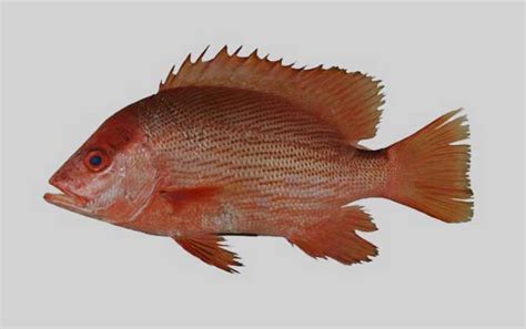 紅魚是什麼魚 痣長毛 代表什麼